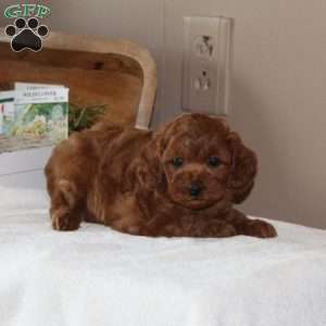 Papaya, Cavapoo Puppy